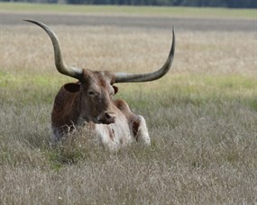 草原长角牛图片